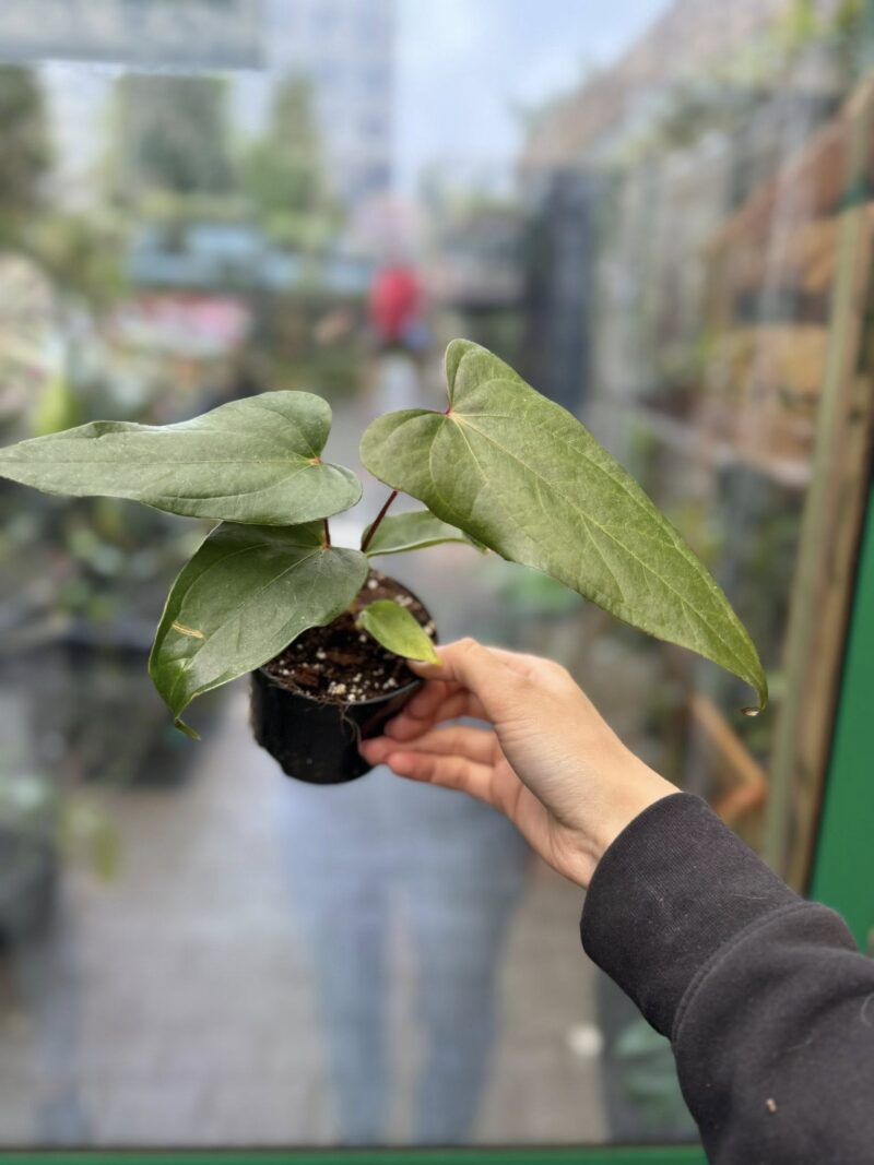 Anthurium Cuyabeno Soul x Nigrolaminum ‘Gigi’
