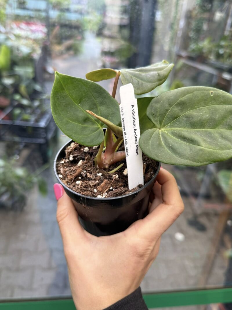 Anthurium Andean Moon