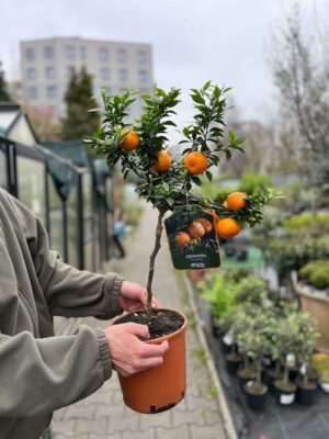 Chinotto (Citrus myrtifolia)