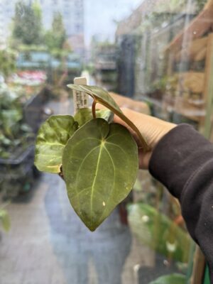 Anthurium ‘Eureka’ x Papillilaminum