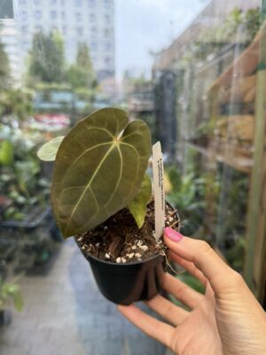 Anthurium ‘Eureka’ x Papillilaminum