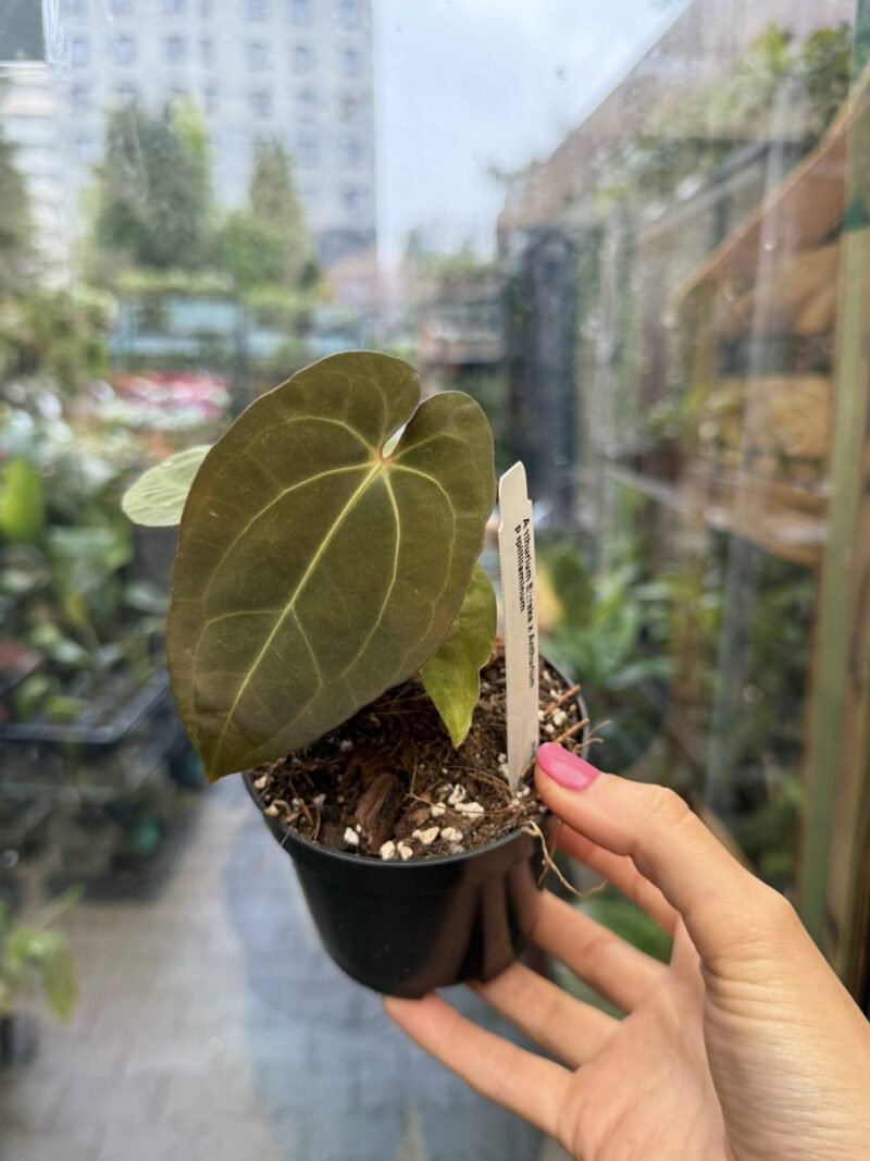 Anthurium ‘Eureka’ x Papillilaminum