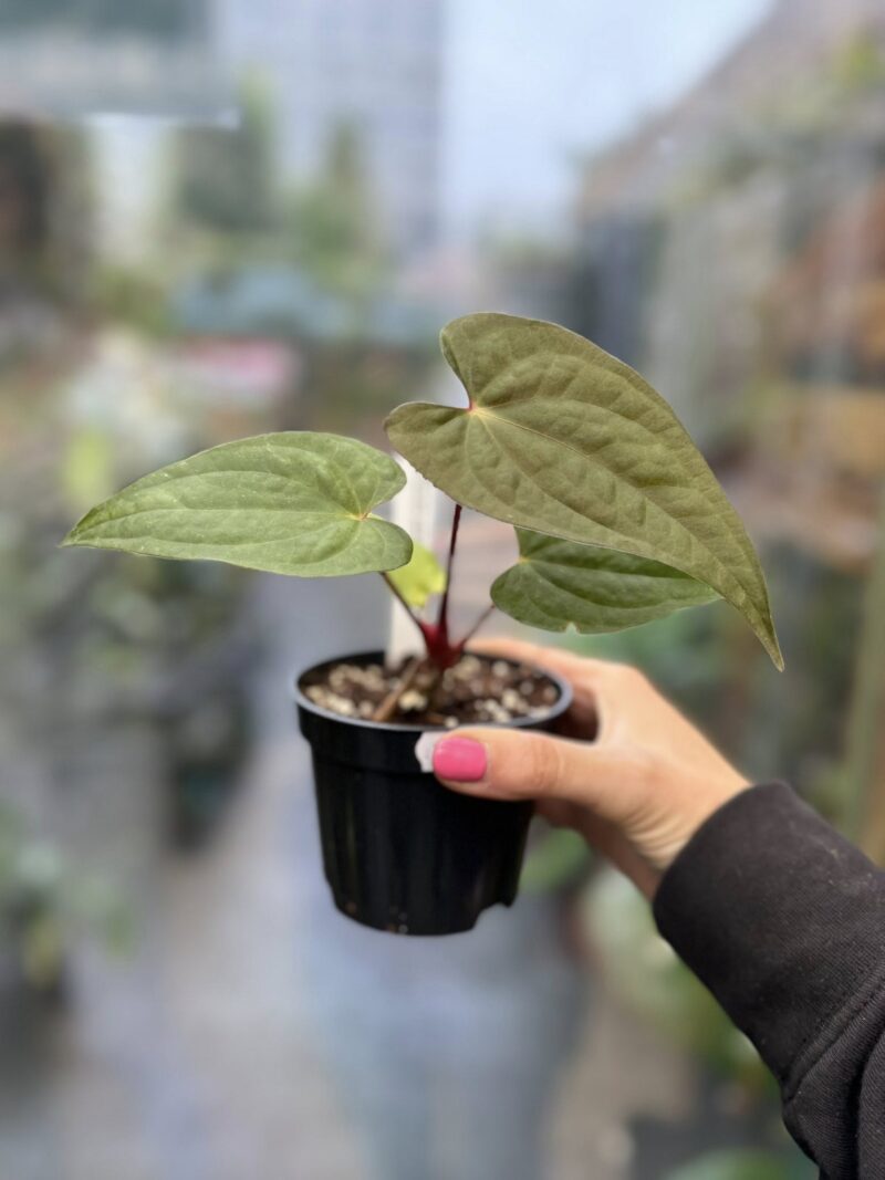 Anthurium ‘Luxury Dreams Fantasy’ x Papillilaminum