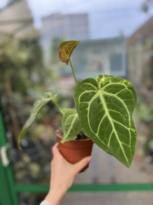 Anthurium Magnificum Variegata