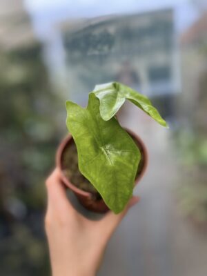 Alocasia Batwing