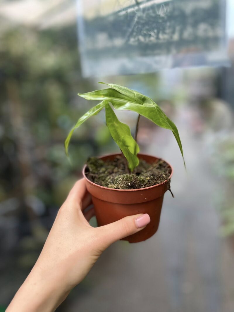 Alocasia Batwing