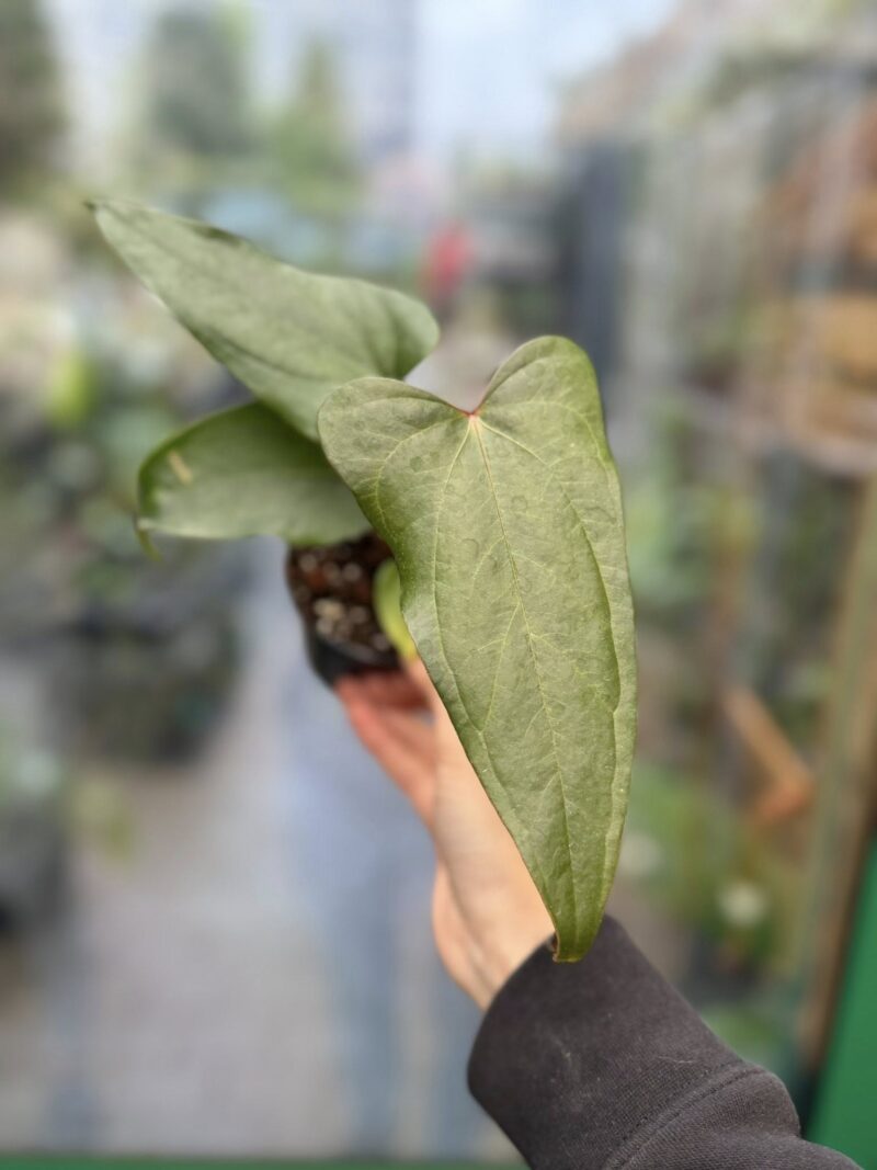 Anthurium Cuyabeno Soul x Nigrolaminum ‘Gigi’