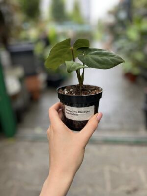 Anthurium Eliarmijos Inspirations (Dressleri x Andean Moon)