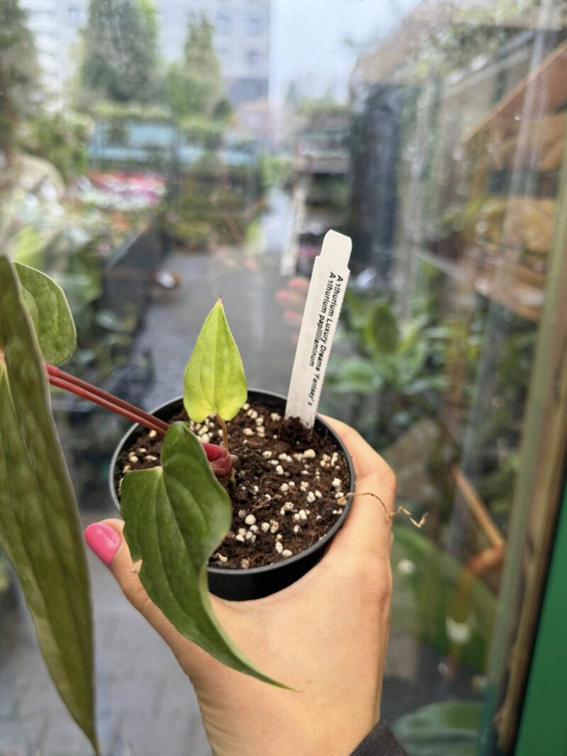 Anthurium ‘Luxury Dreams Fantasy’ x Papillilaminum