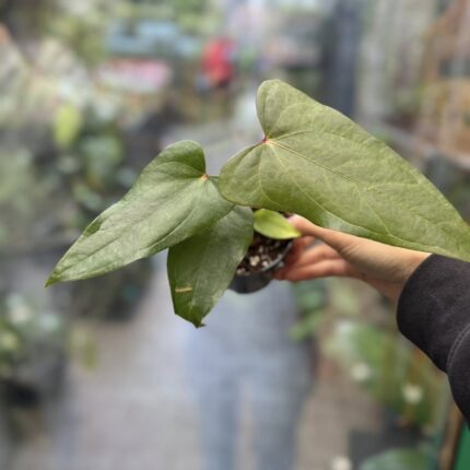Anthurium Cuyabeno Soul x Nigrolaminum ‘Gigi’