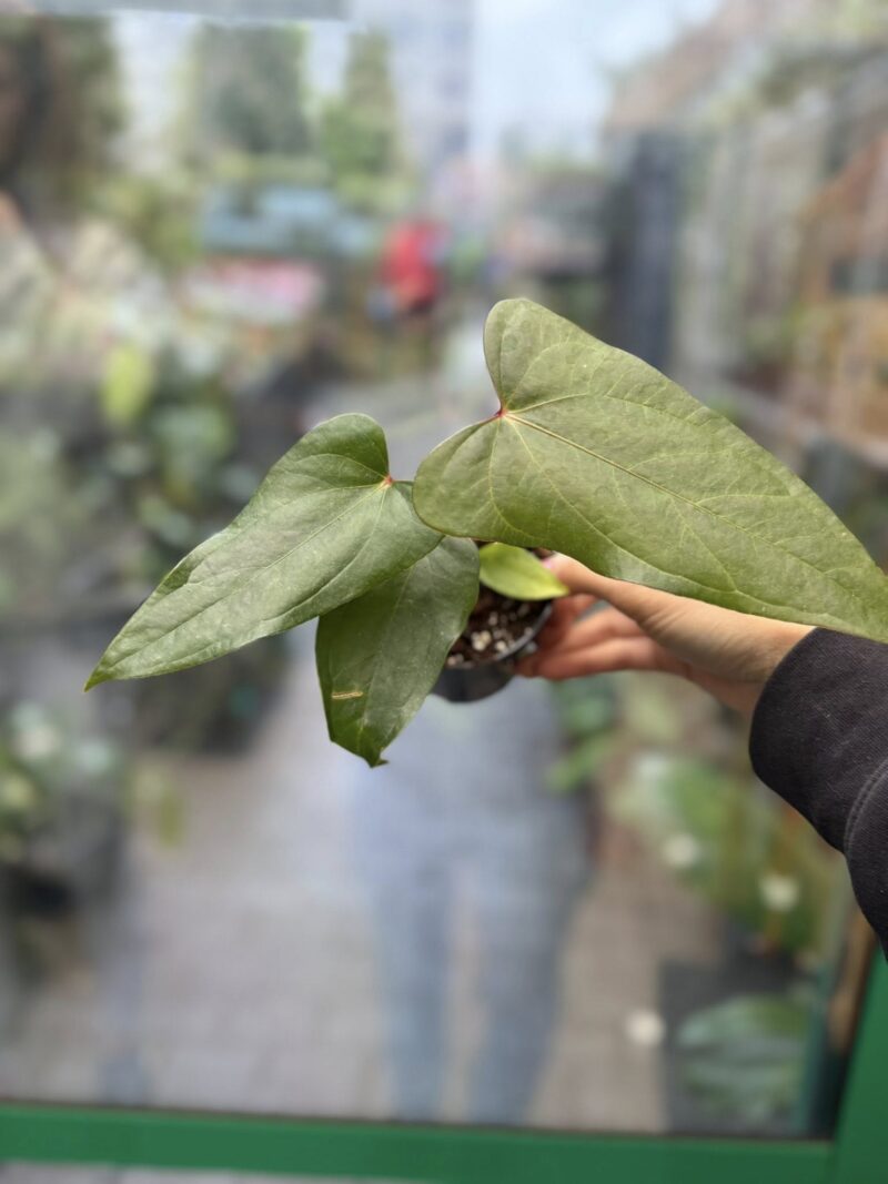 Anthurium Cuyabeno Soul x Nigrolaminum ‘Gigi’