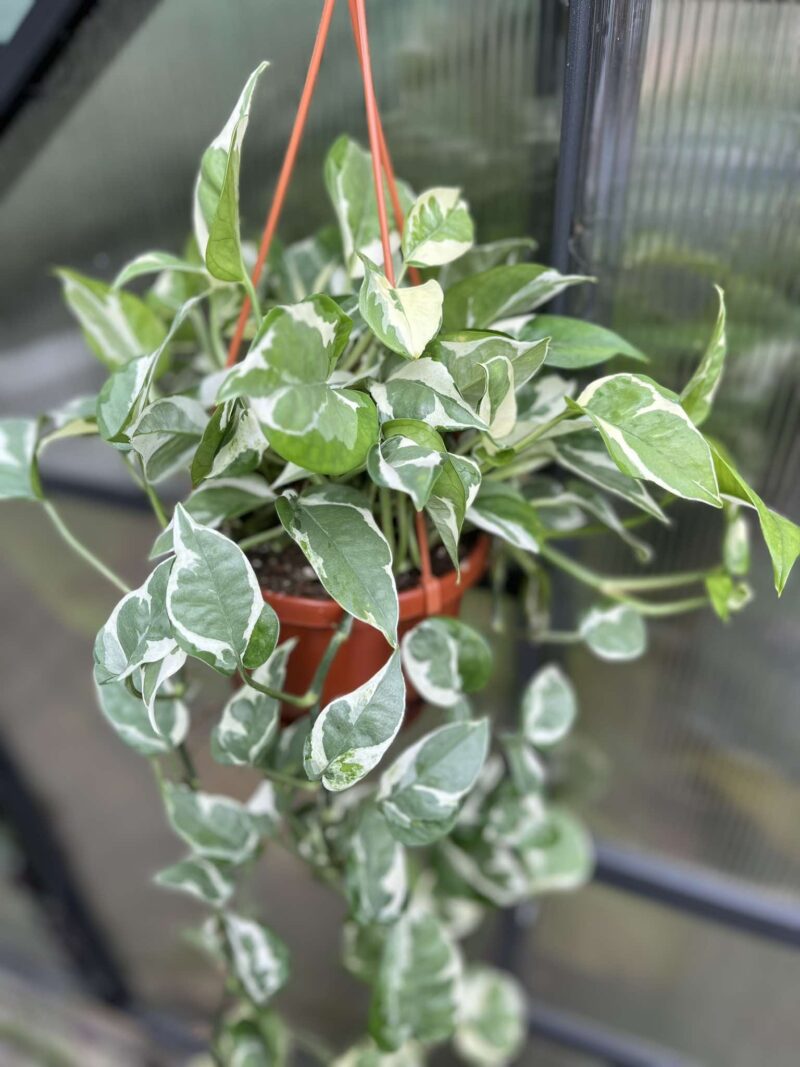 Epipremnum n’Joy Epipremnum n’Joy