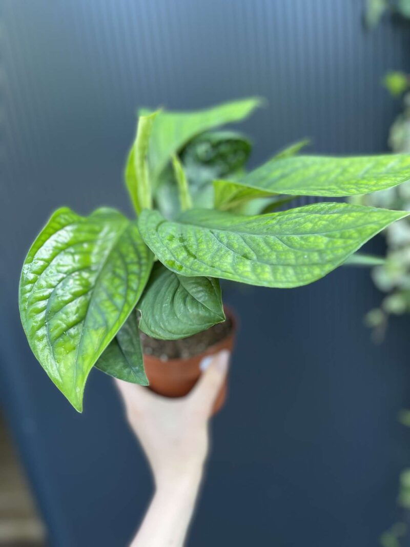 Monstera Karstenianum Peru