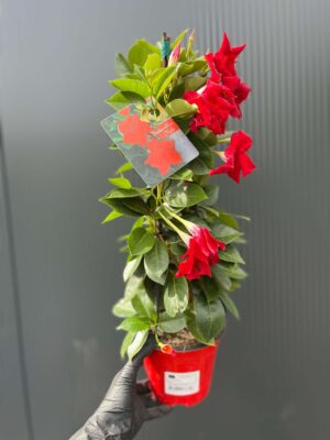 Dipladenia – Sundaville Red