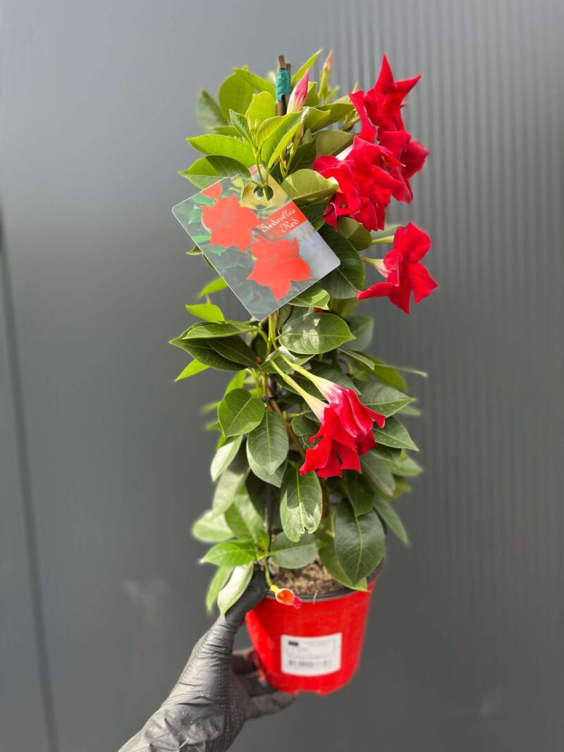 Dipladenia – Sundaville Red Dipladenia – Sundaville Red