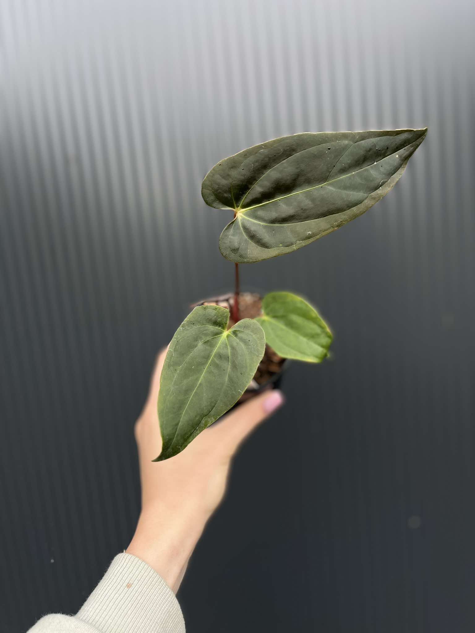 anthurium papillilaminum Anthurium Papillilaminum Variegated main image 1