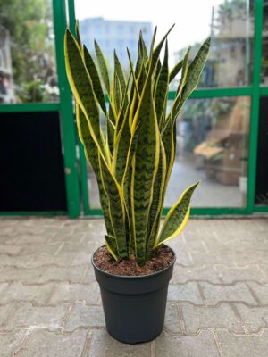 Sansevieria trifasciata ‘Laurentii’ (Sansewieria gwinejska)