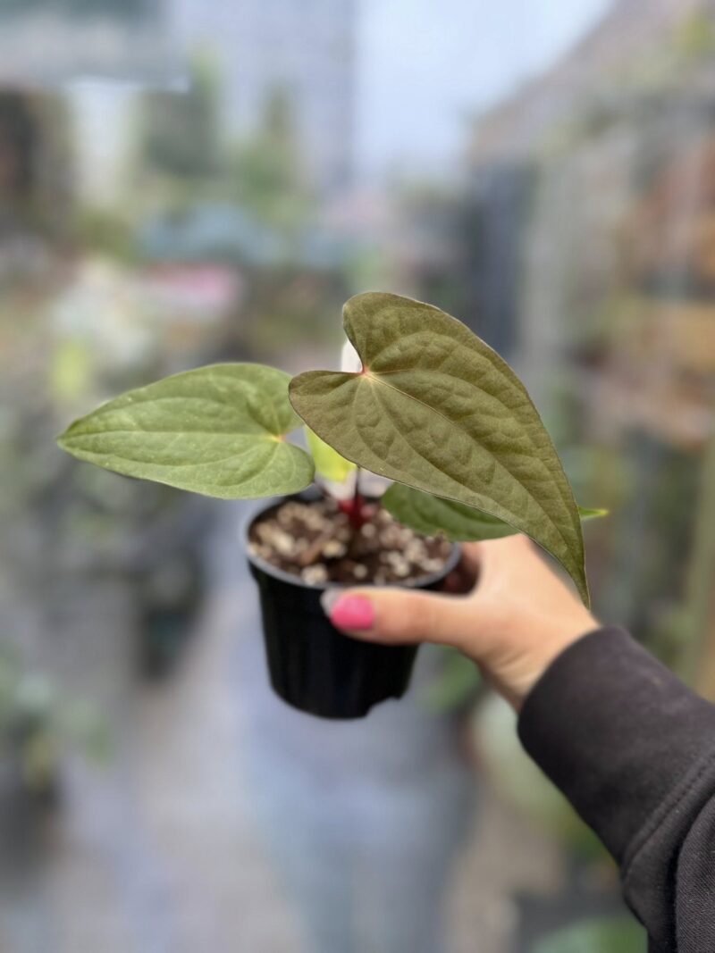 Anthurium ‘Luxury Dreams Fantasy’ x Papillilaminum