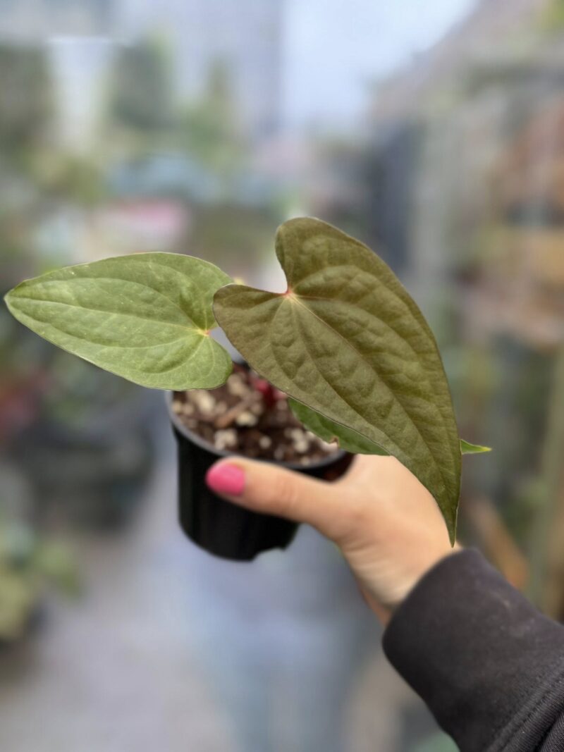 Anthurium ‘Luxury Dreams Fantasy’ x Papillilaminum Anthurium ‘Luxury Dreams Fantasy’ x Papillilaminum