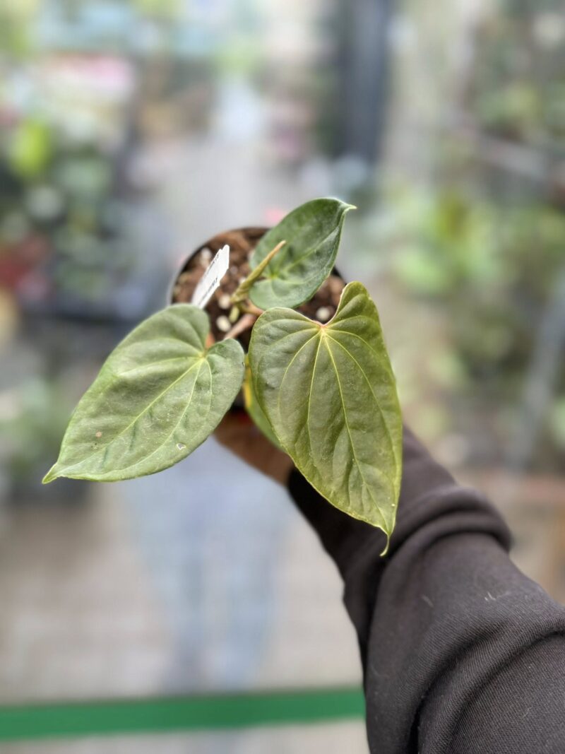 Anthurium Andean Moon