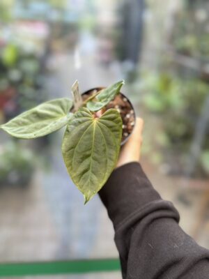 Anthurium Andean Moon