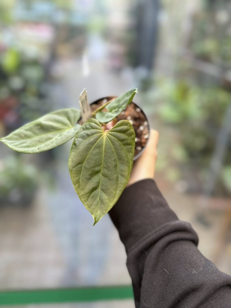 Anthurium Andean Moon
