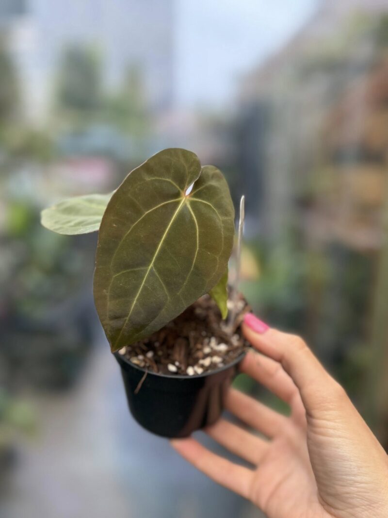 Anthurium ‘Eureka’ x Papillilaminum