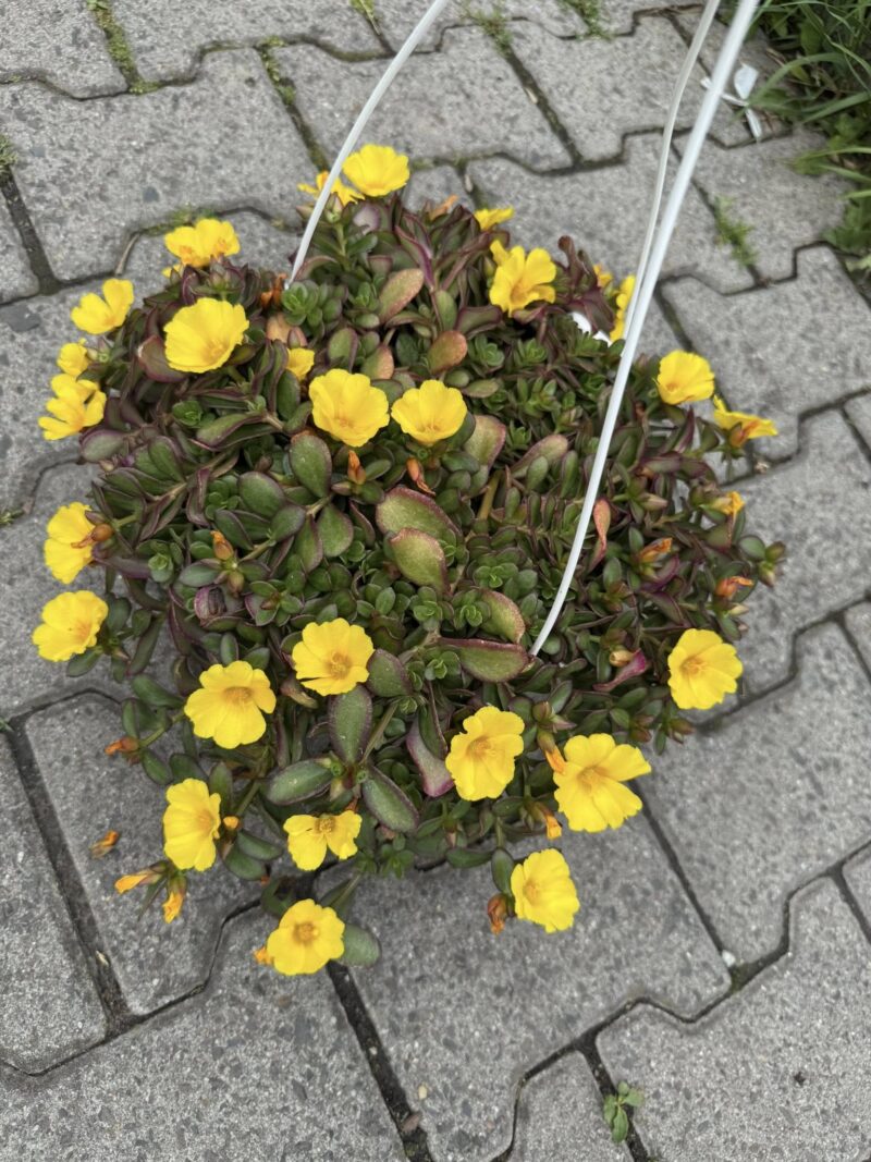 Portulaca grandiflora