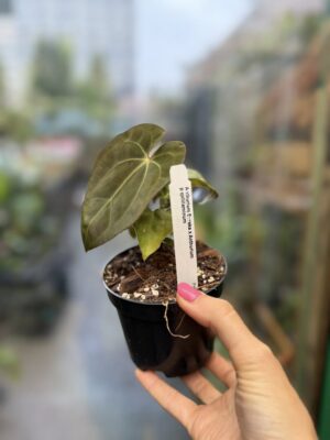 Anthurium ‘Eureka’ x Papillilaminum