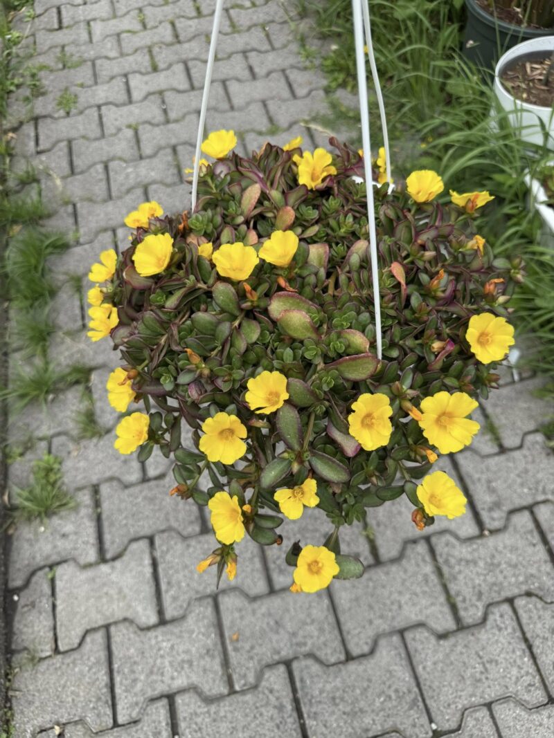 Portulaca grandiflora