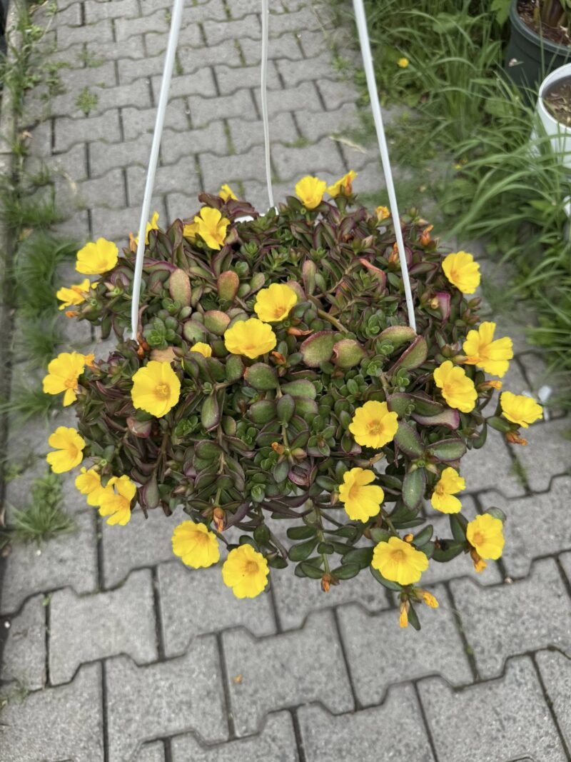 Portulaca grandiflora