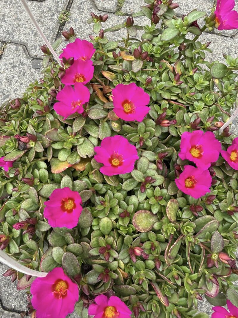 Portulaca grandiflora