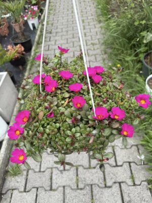 Portulaca grandiflora