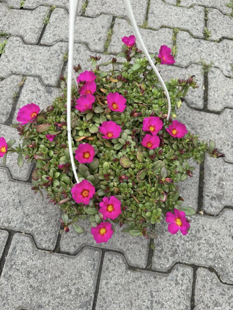 Portulaca grandiflora