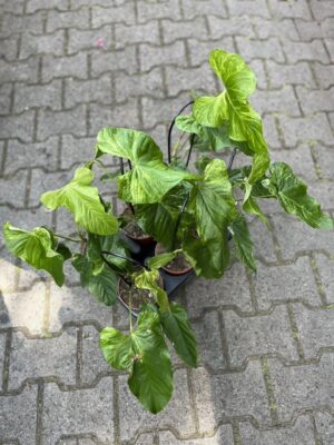 Anthurium Baloanum Variegata