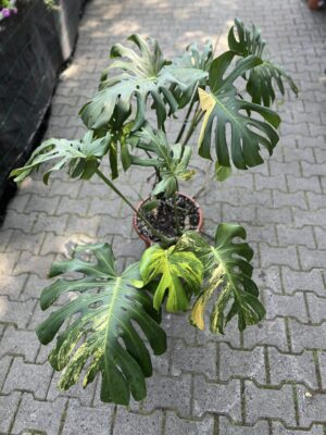 Monstera Variegata Aurea XL ( Sport z nasion) nr 2