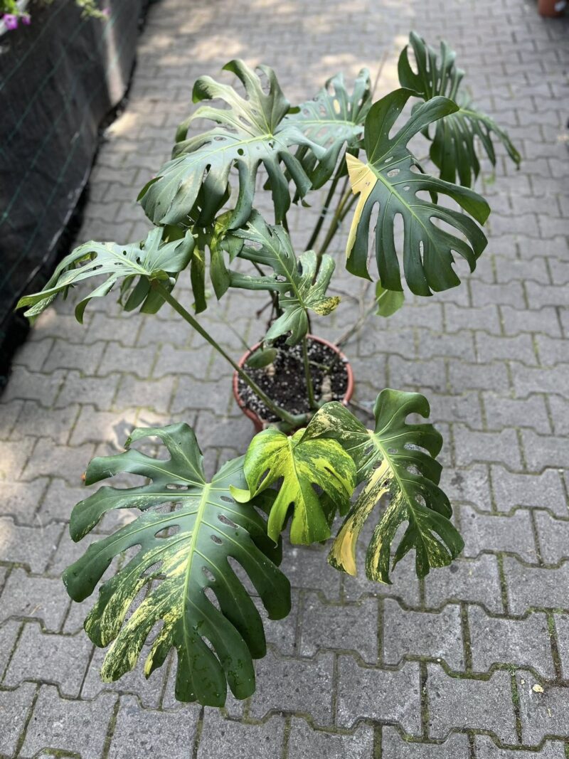 Monstera Variegata Aurea XL ( Sport z nasion) nr 2