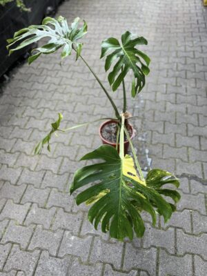 Monstera Variegata Aurea XL ( Sport z nasion) nr 1