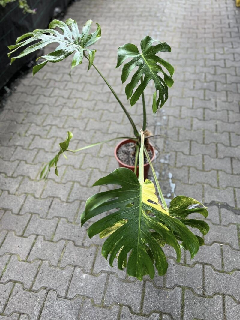 Monstera Variegata Aurea XL ( Sport z nasion) nr 1 Monstera Variegata Aurea XL ( Sport z nasion) nr 1