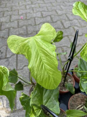 Anthurium Baloanum Variegata
