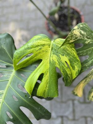 Monstera Variegata Aurea XL ( Sport z nasion) nr 2