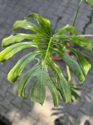 Monstera Variegata Aurea XL ( Sport z nasion) nr 1