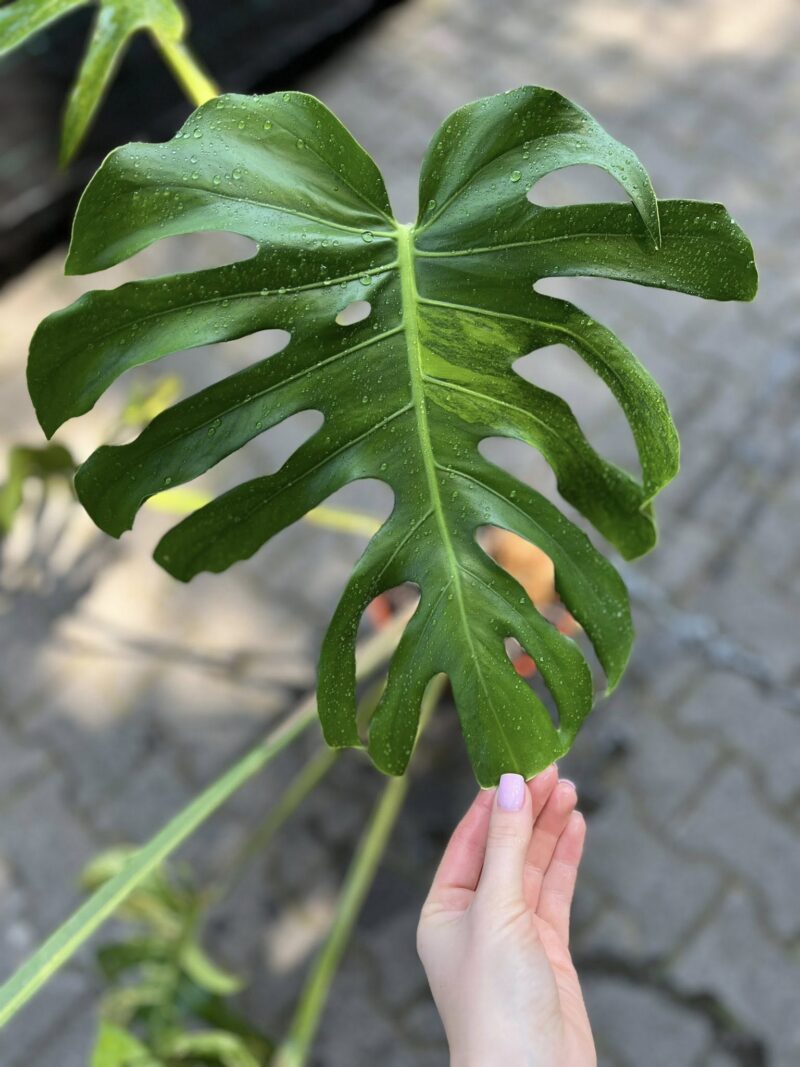 Monstera Variegata Aurea XL ( Sport z nasion) nr 1
