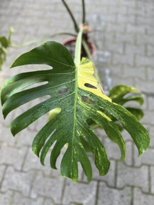 Monstera Variegata Aurea XL ( Sport z nasion) nr 1