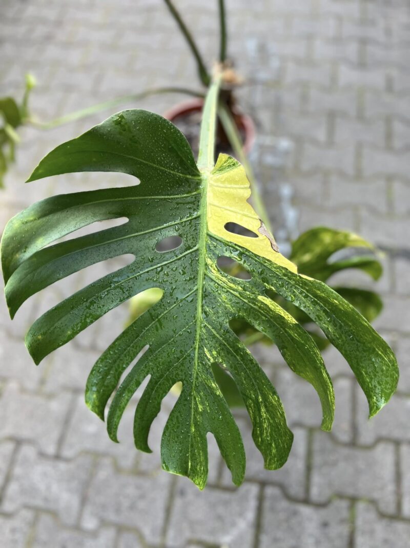 Monstera Variegata Aurea XL ( Sport z nasion) nr 1