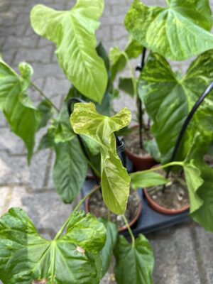 Anthurium Baloanum Variegata