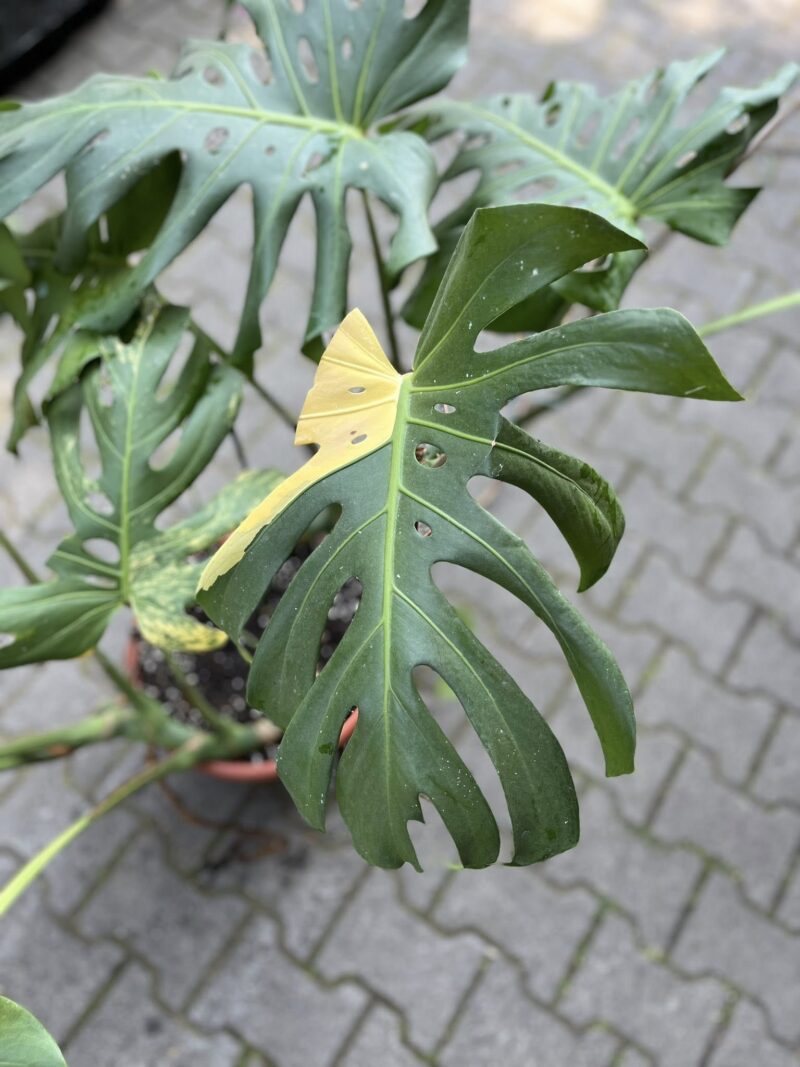 Monstera Variegata Aurea XL ( Sport z nasion) nr 2
