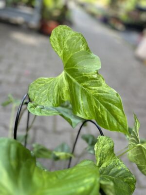 Anthurium Baloanum Variegata