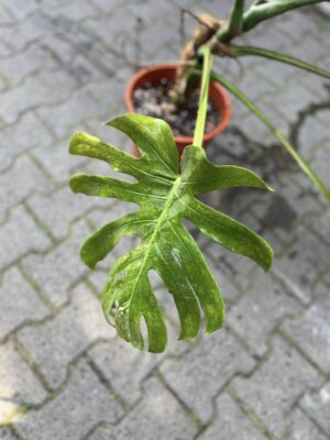 Monstera Variegata Aurea XL ( Sport z nasion) nr 1