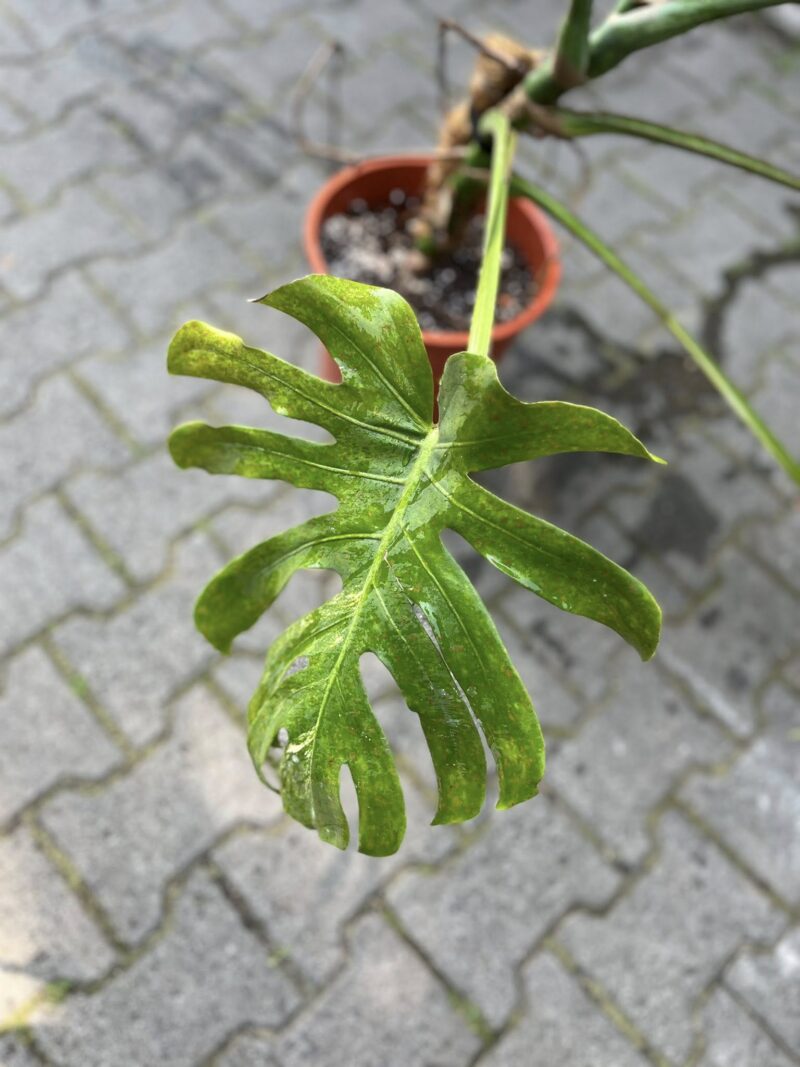 Monstera Variegata Aurea XL ( Sport z nasion) nr 1
